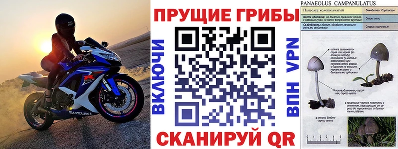 хочу наркоту  kraken рабочий сайт  Псилоцибиновые грибы мицелий  Вологда 